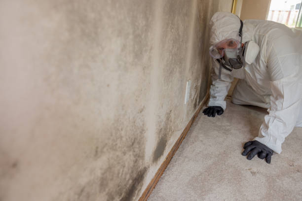 Reliable Churchill, OH Mold Removal & Remediation Solutions